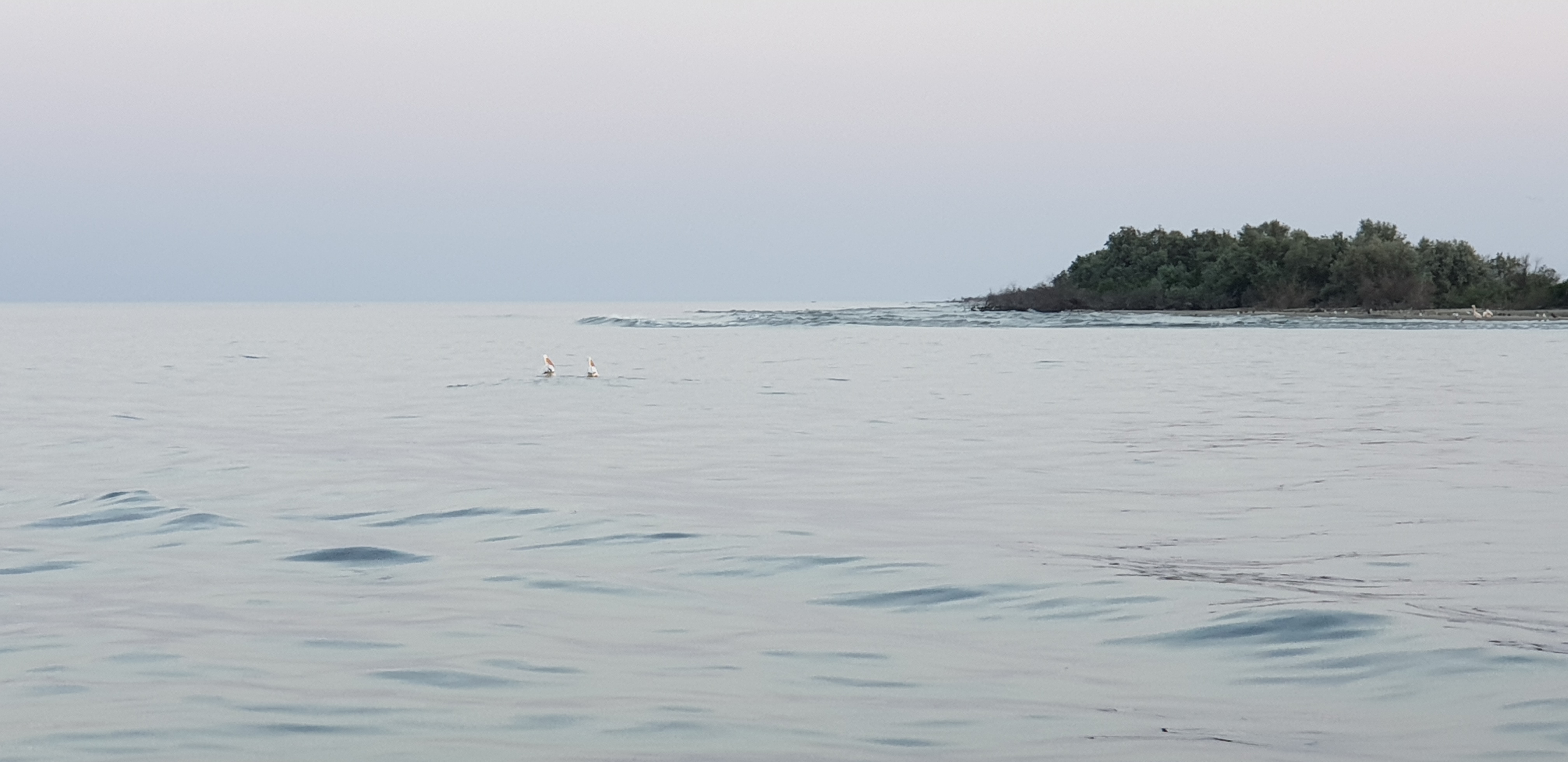 Pelicani la varsarea bratului Sf. Gheorghe in mare